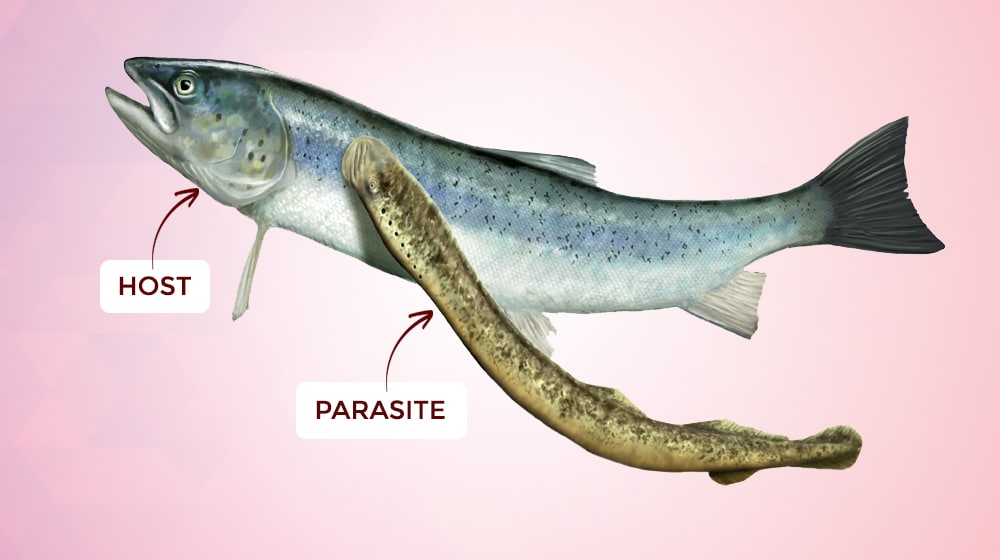 Host Vs Parasite